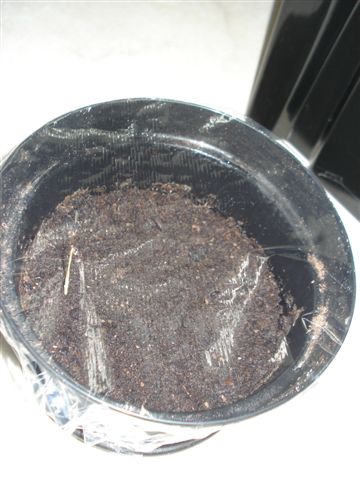Acoelorrhaphe wrightii.2.JPG