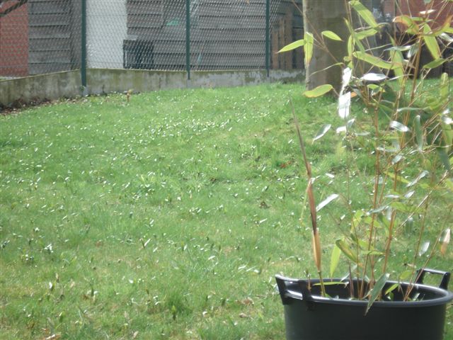 Esdoorn zaailingen.JPG