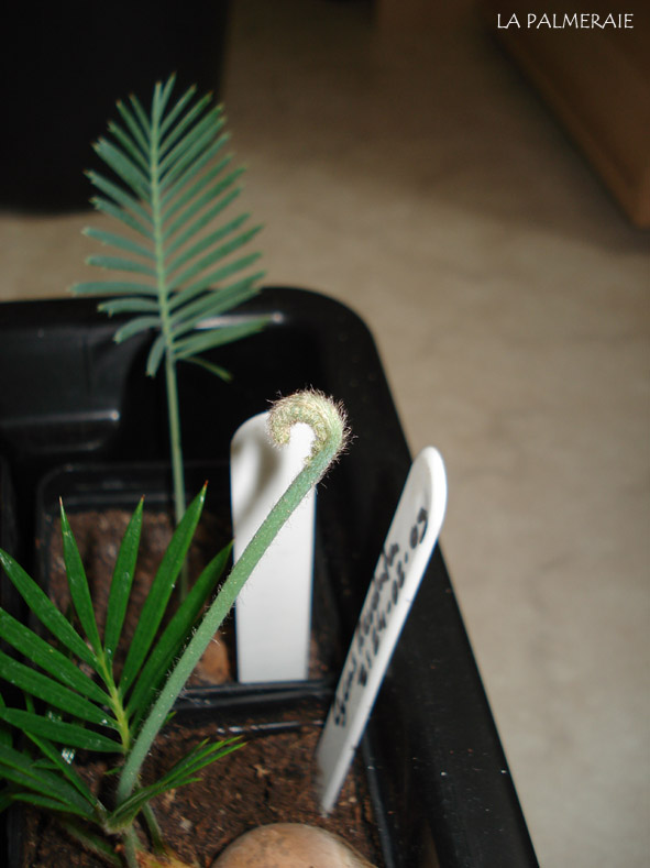 Cycas revoluta flush.jpg