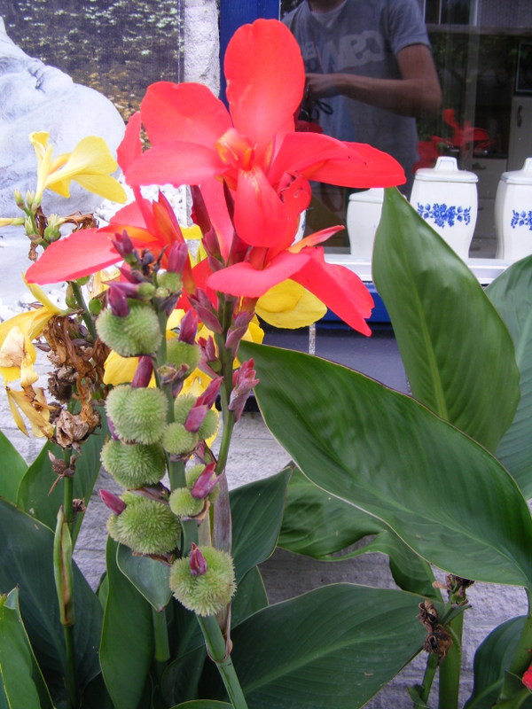 DSCF8617.JPG