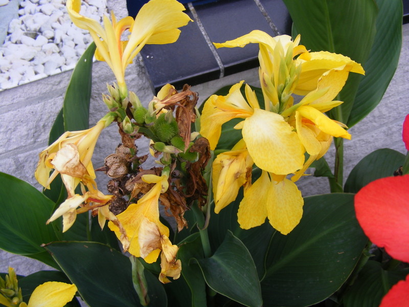 DSCF8619.JPG