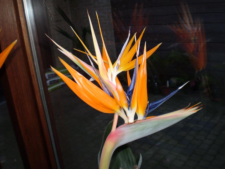 bloei 2010 2 klein.JPG