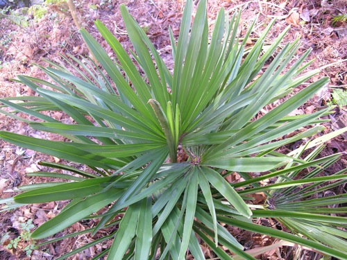 Trachycarpus_sp..jpg
