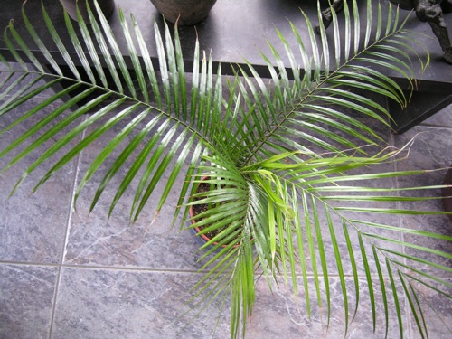 Lytocarium_weddellianum.jpg