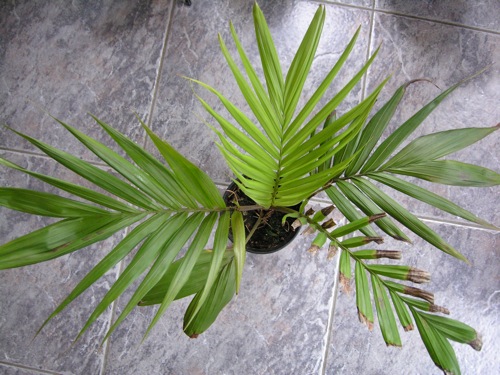Rhopalostylis_baueri_'Cheesmanii'.jpg