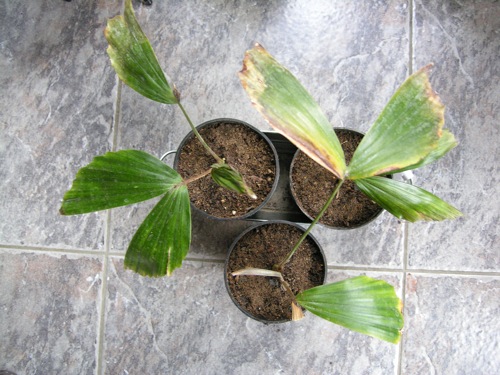 Caryota_zebrina.jpg