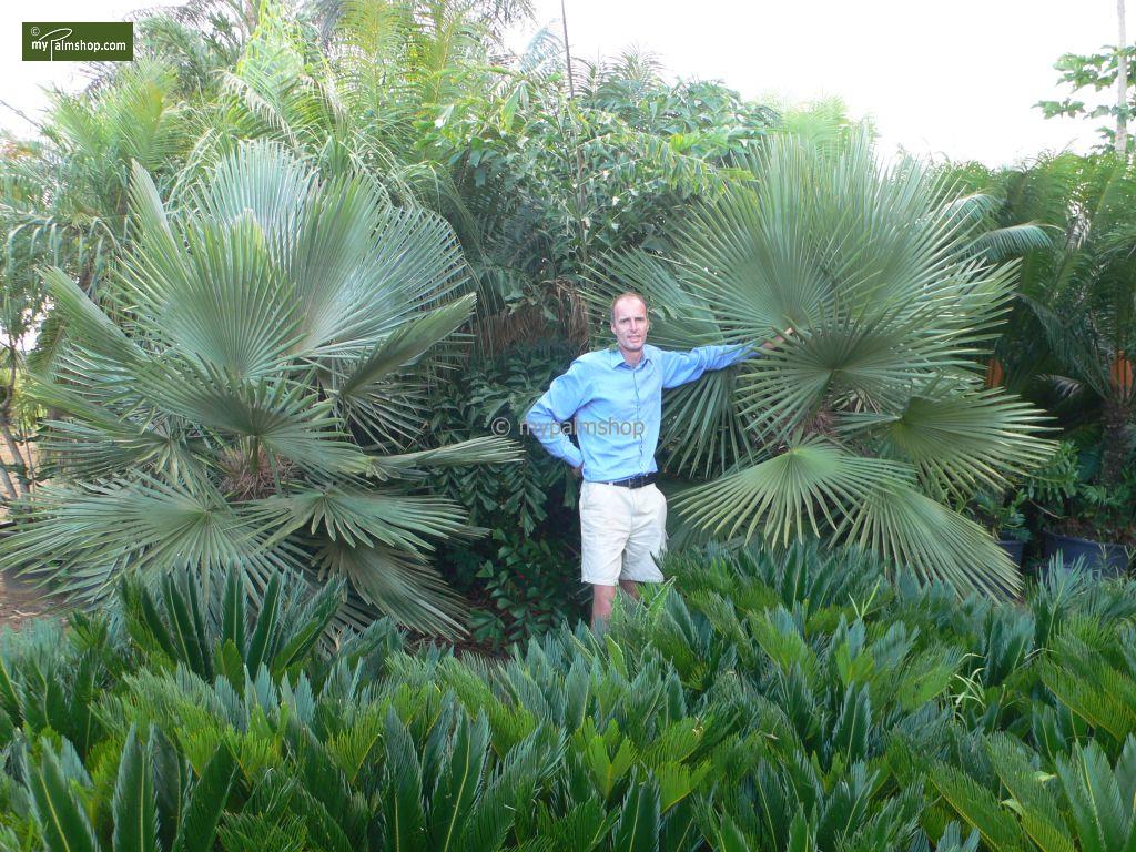 nice acanthocoma's.jpg