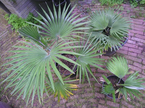 Trachycarpus_princeps1.jpg