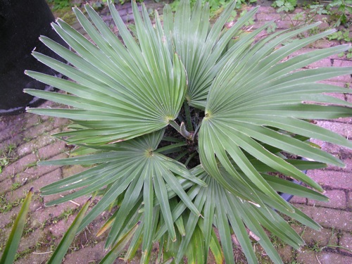 Trachycarpus_princeps1a.jpg