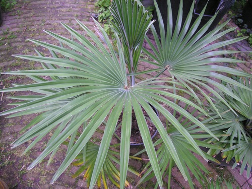 Trachycarpus_princeps1b.jpg