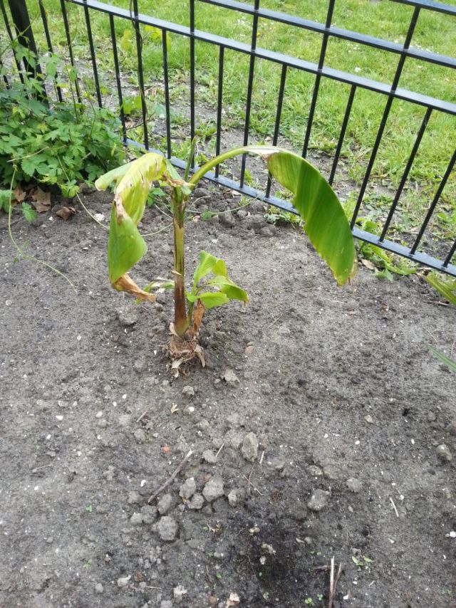 musa tuin.jpg