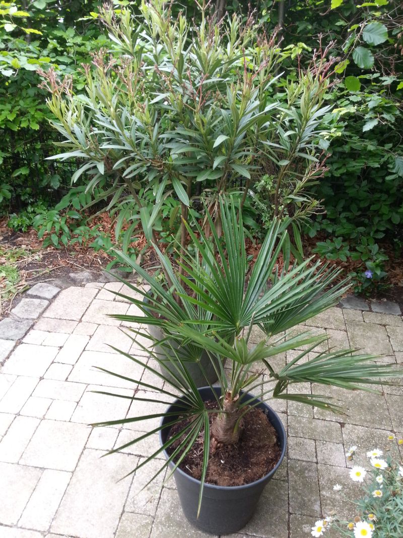 oleander.jpg