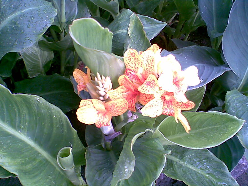 Afb032.jpg