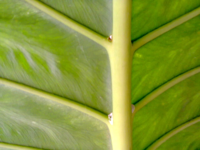 Foto0695.jpg