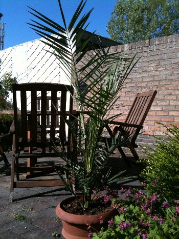 Herschaalde kopie van canariensis new.jpg