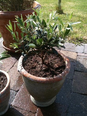 Herschaalde kopie van olijfje.jpg