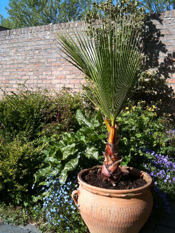 Herschaalde kopie van robusta 2.jpg