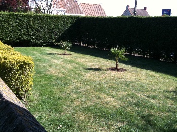 Herschaalde kopie van trachycarpus 1.jpg