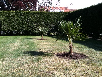 Herschaalde kopie van trachycarpus 2.jpg