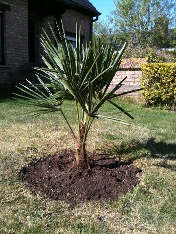 Herschaalde kopie van trachycarpus 4.jpg