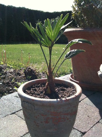 Herschaalde kopie van wagnerianus new.jpg