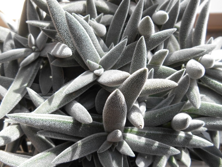 Crassula sp..jpg