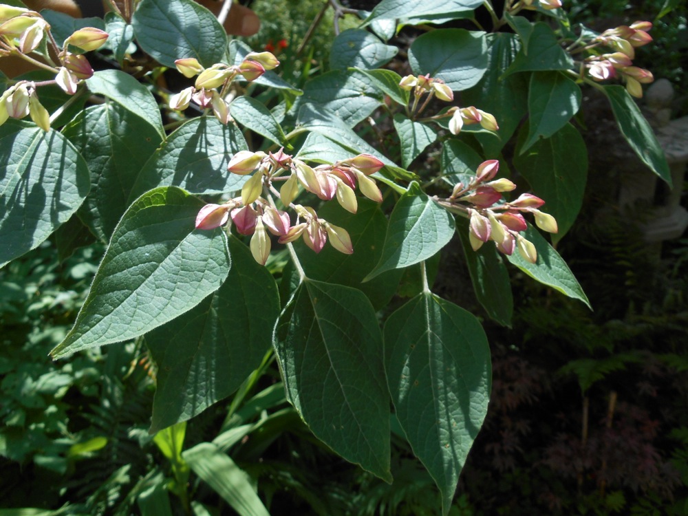 Clerodendron_trichotomum.jpg