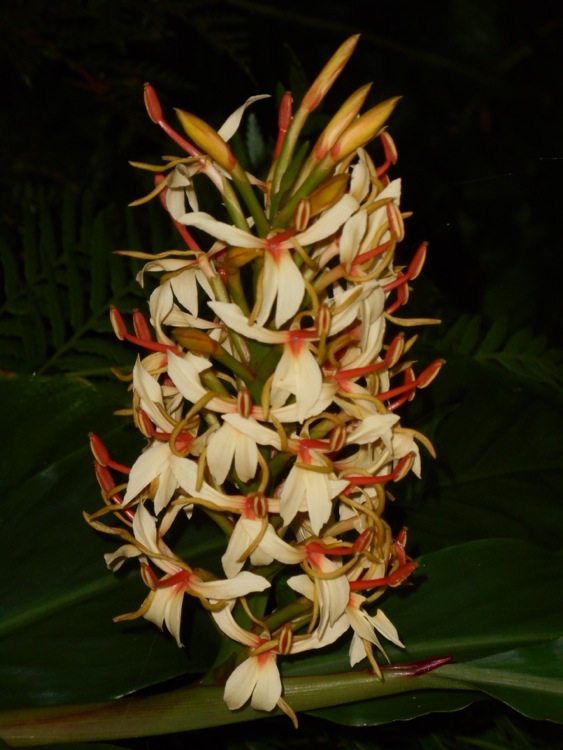 Hedichium_densiflorum_'Stephen'.jpg