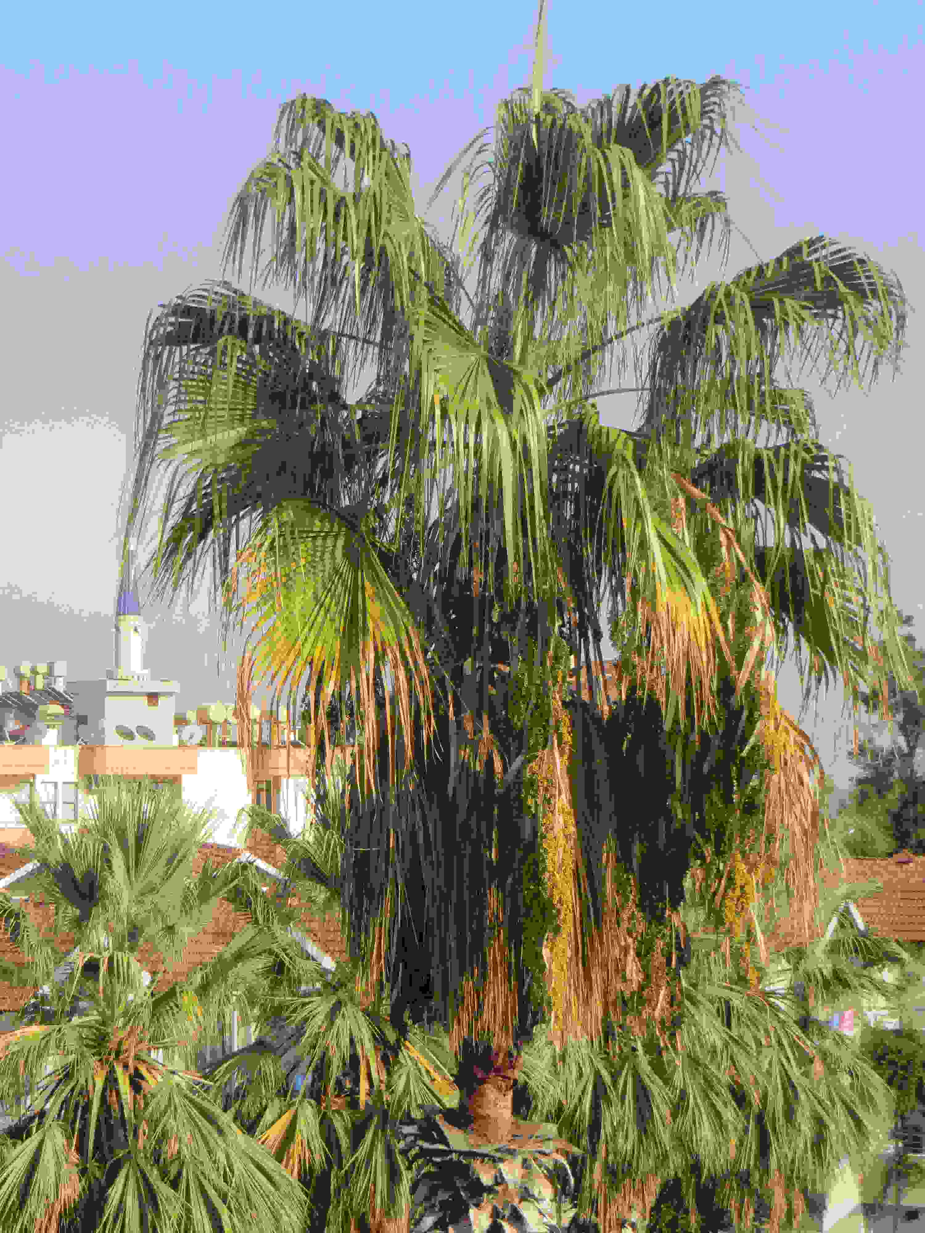 IMG_1887.jpg
