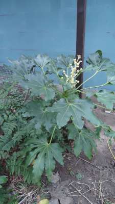Fatsia japonica bloei-400.jpg