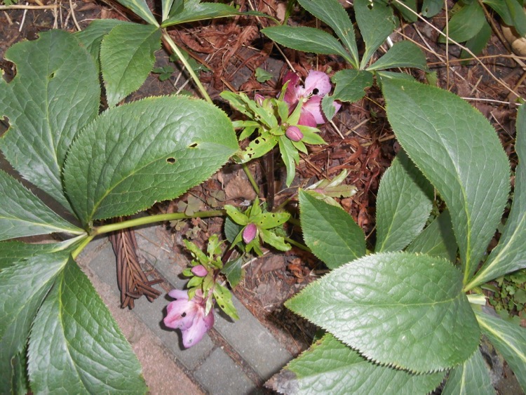 Helleborus.jpg