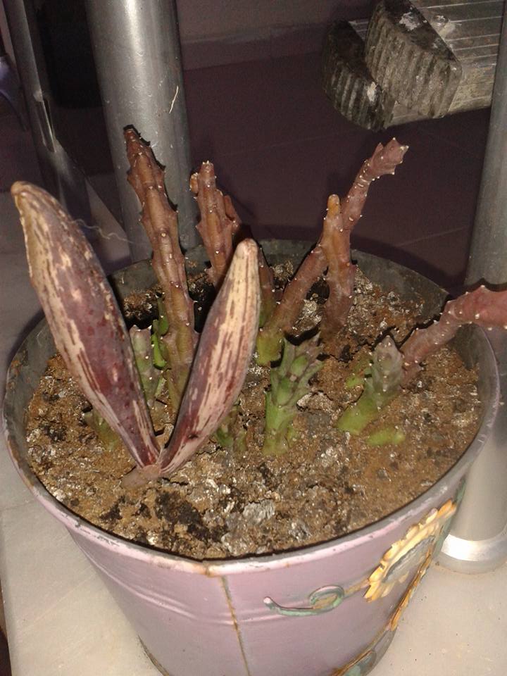 bloem.jpg