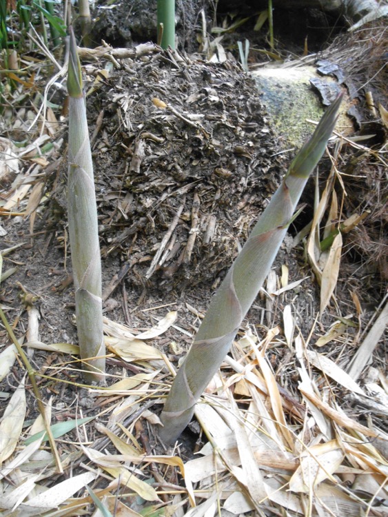 Phyllostachys bisettii.jpg