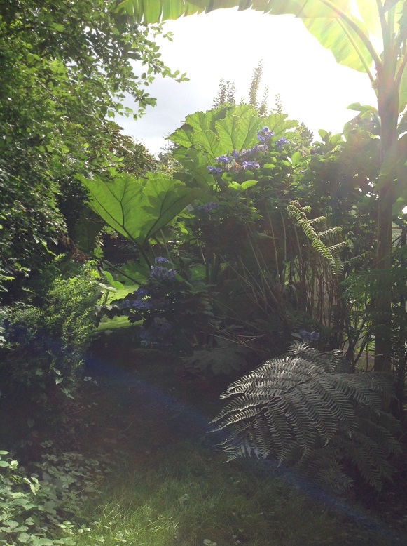 tuinfoto gunnera.jpg