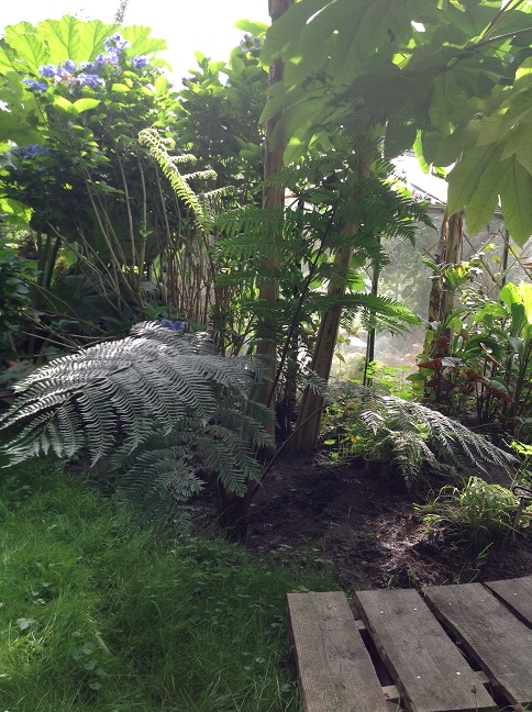cyathea cooperi.jpg