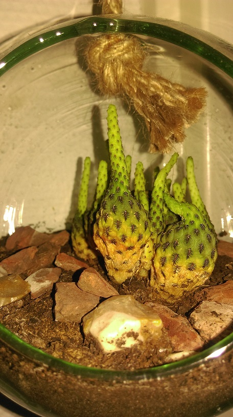 CACTI3.jpg