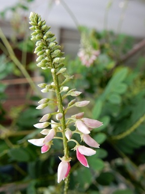 aspalthium 010 (480x640).jpg
