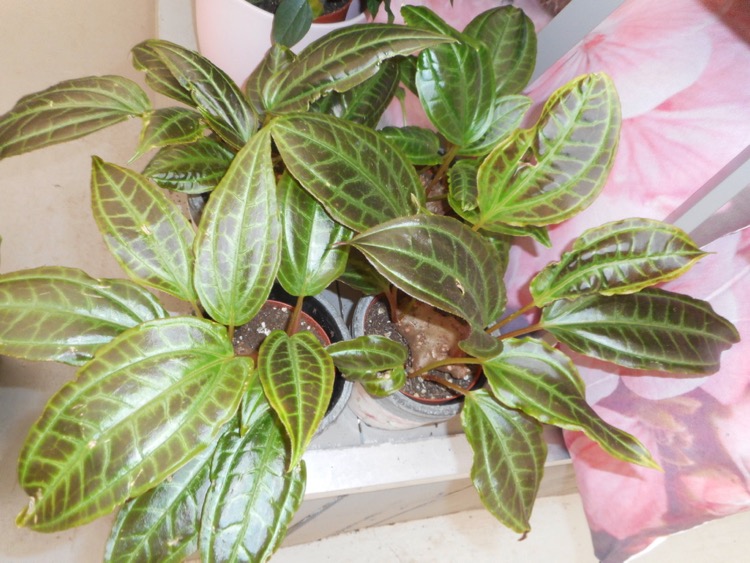 DSCN1574.jpg