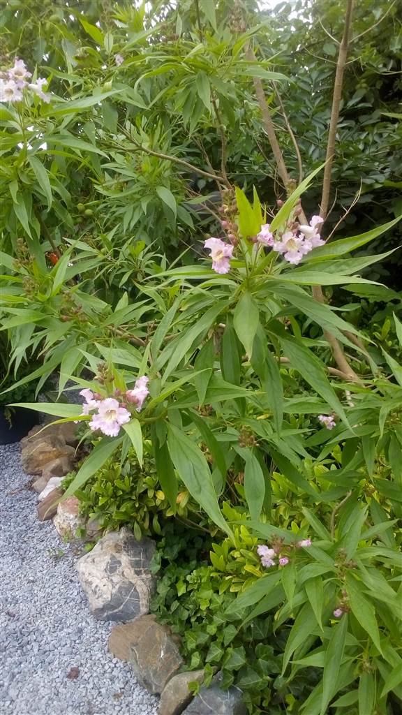 resized_IMG_20180617_172619.jpg