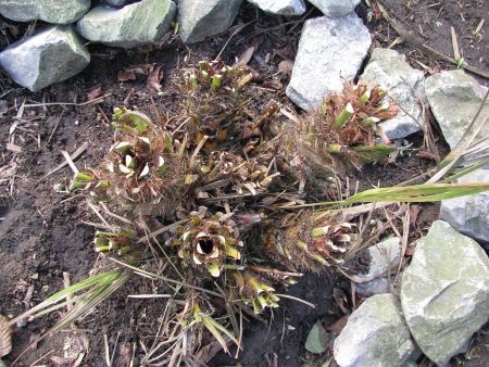 Winterschade Chamaerops humilis.JPG