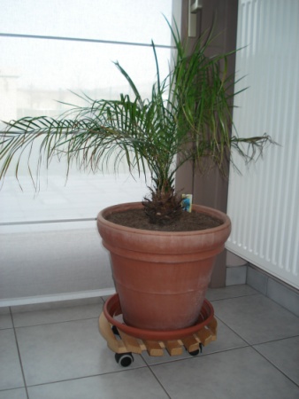 Phoenix roebelinii.02 2009-01.JPEG