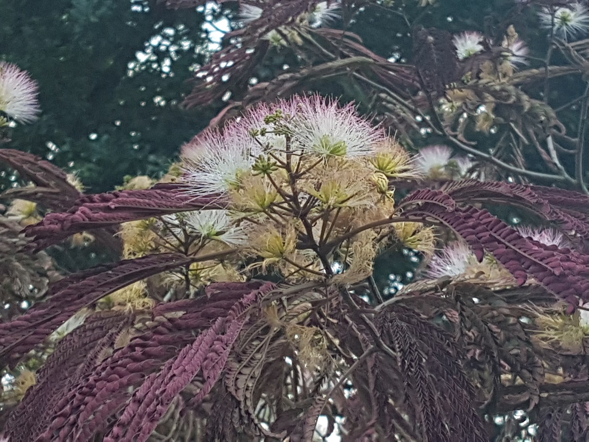 20180715_212337b.jpg