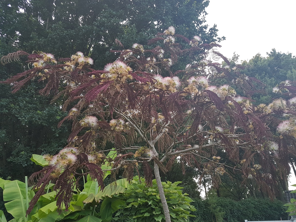 20180715_212313b.jpg