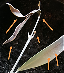 palm.png