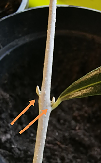 palm 3.png