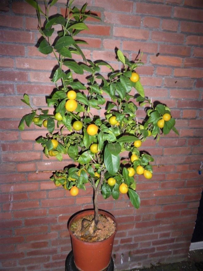 P1010296a.JPG
