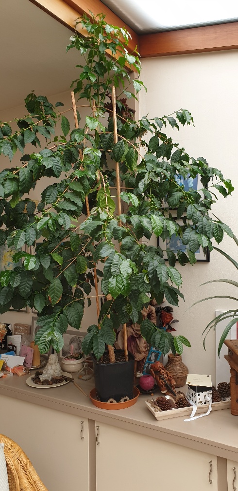 20190802_Coffea Arabica.jpg