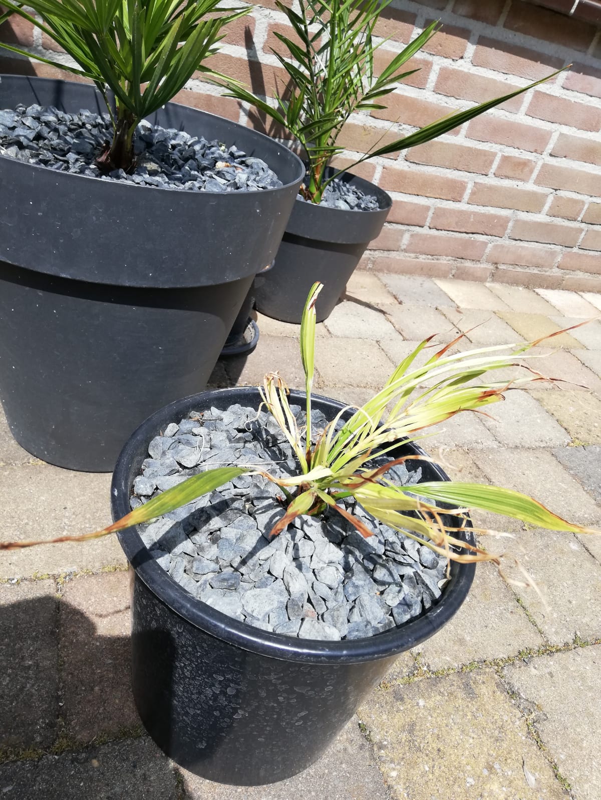 WhatsApp Image 2020-05-17 at 13.56.06 (1).jpeg