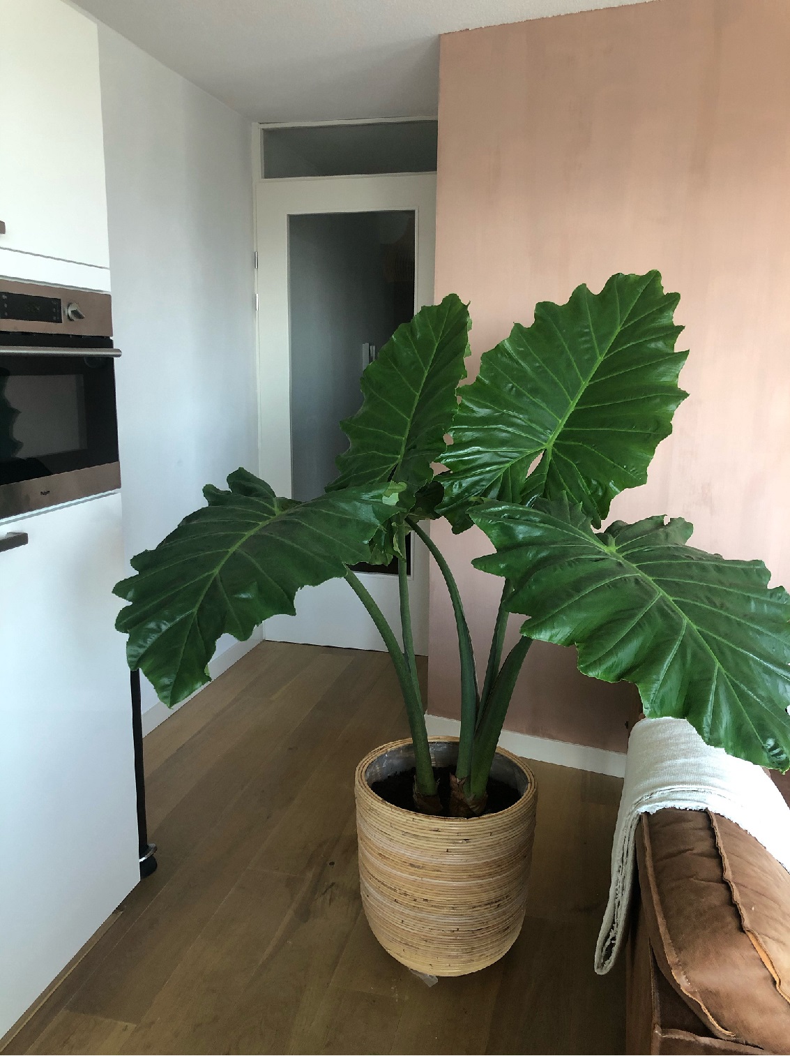 plant2.jpg