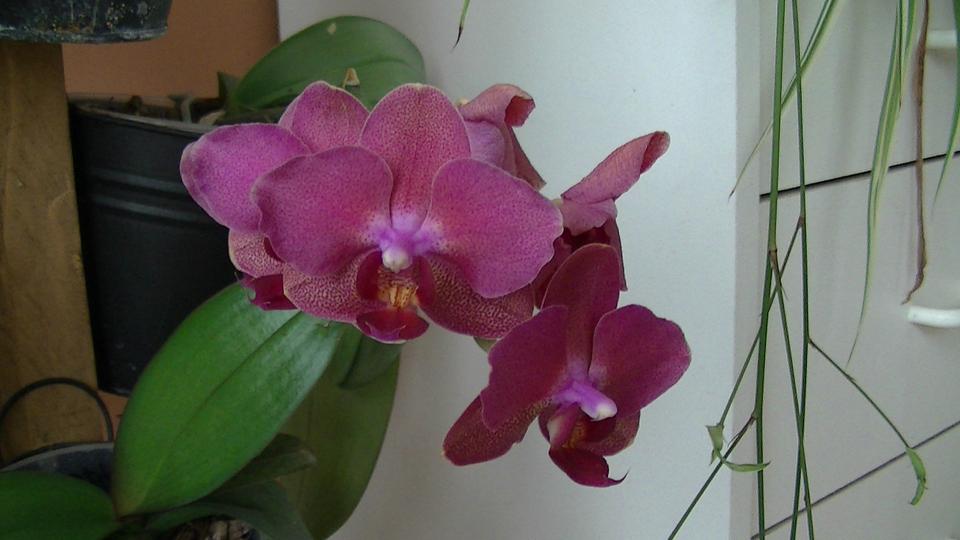 PIC_0435.JPG